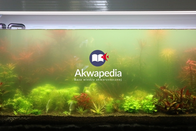 Niestabilne akwarium, duże podmiany wody, niedostateczna filtracja biologiczna. Nastąpiło załamanie, zmętnienie biologiczne połączone z zakwitem zielenicy Euglena. Filtracja chemiczna i sterylizacja