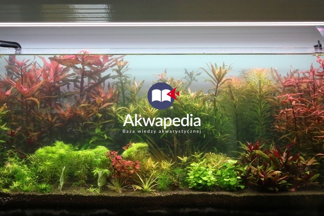 Akwarium po zastosowaniu filtracji chemicznej, w tym wypadku specjalistycznych szybko działających węgli aktywowanych i żywic. Sterylizacja UV i produkty płynne czyszczące dały podobny rezultat. Filtracja chemiczna i sterylizacja
