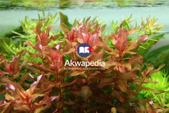 Rotala Macrandra, zdrowe egzemplarze. Stożek wzrostu zachowany, brak glonów i zdrowy liść. Rotala Macrandra zdrowa i zniszczona