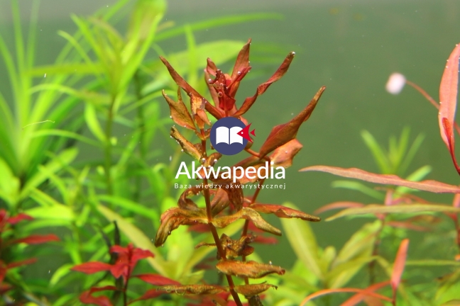 Rotala Macrandra, zniszczona. Stożek wzrostu zamarły, liście dolne, środkowe i nowe degradują. Rotala Macrandra zdrowa i zniszczona