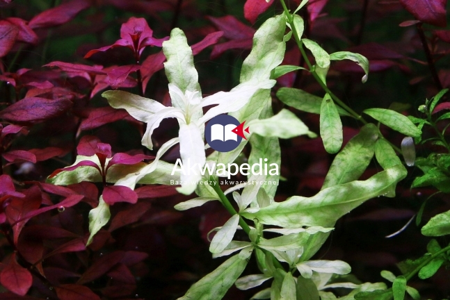 Chloroza wierzchołka Ludwigia Inclinata sp green. Pierwszy etap niedoboru składnika słabo mobilnego. Chloroza wierzchołkowa - rośliny akwariowe