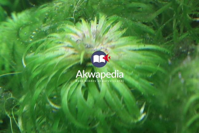 Nekroza wierzchołka synongotatus sp belem. Kolejny etap degradacji po chlorozie. Nekrozy wierzchołkowe - rośliny akwariowe