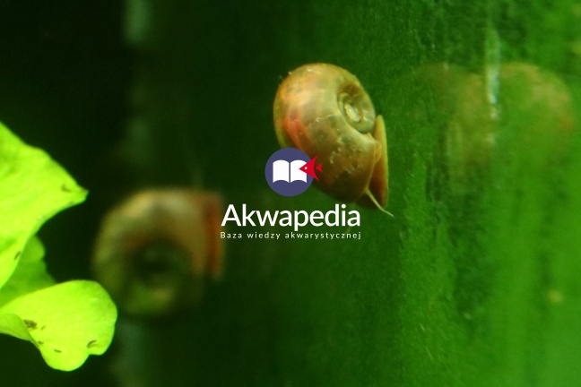 Ślimaki Planobelia sp. Pink zjadają glony zielone, kolonijne z szyby akwarium. Glony zjadane przes ślimaki i krewetki