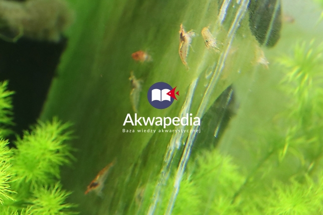 Krewetki Neocardina Babaulti i Red Cherry zjadają zielenice z szyb. Glony zjadane przes ślimaki i krewetki