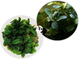 IN-VITRO Bucephalandra sp. ’Needle Leaf’ - Niska roślina na korzeń, skałę, zielona, kwitnąca