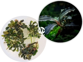 IN-VITRO Bucephalandra sp. ’Brownie’ - Niska roślina na korzeń, skałę, zielona, kwitnąca
