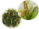 IN-VITRO Hygrophila Pinnatifida - Roślina brązowa, przypomina paproć, na drugi plan