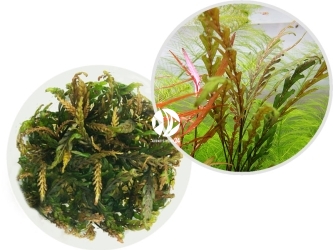 IN-VITRO Hygrophila Pinnatifida - Roślina brązowa, przypomina paproć, na drugi plan