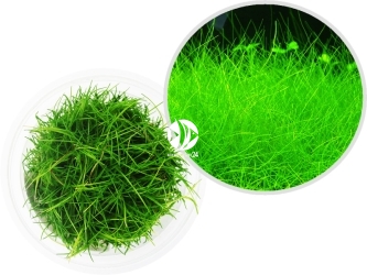 IN-VITRO Eleocharis Parvula Mini - Trawnik, roślina trawnikowa, zielona, łatwa w uprawie