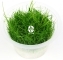 IN-VITRO Eleocharis Parvula Mini - Trawnik, roślina trawnikowa, zielona, łatwa w uprawie