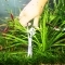 JBL Proscape Tool S 20 Curved (615430) - Nożyczki krzywe do przycinania roślin w akwarium