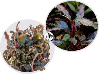 IN-VITRO Bucephalandra sp. ’Kedagang’ - Niska roślina na korzeń, skałę, zielona, kwitnąca