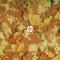 TROPICAL Goldfish Color 100ml/20g (77173) - Pokarm wybarwiający dla złotych rybek i karpi Koi