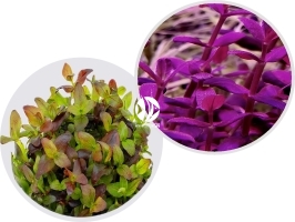 IN-VITRO Bacopa Salzmannii Purple - Fioletowa roślina łodygowa