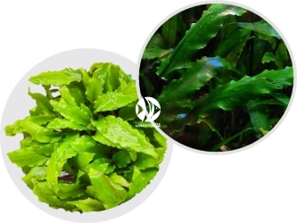 IN-VITRO Cryptocoryne Wendtii Green - Roślina zielona Łatwa w uprawie Na pierwszy Drugi plan