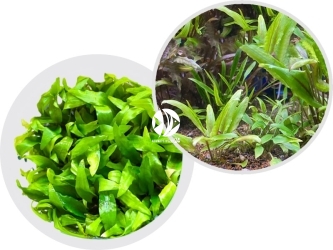 IN-VITRO Cryptocoryne Green Gecko - Roślina zielona Łatwa w uprawie Na pierwszy Drugi plan