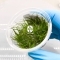 IN-VITRO Eleocharis Montevideensis - Trawnik Wysoka Roślina Trawnikowa