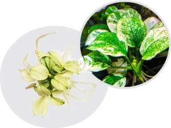 IN-VITRO Anubias Pinto - Roślina na Korzeń, Skałę