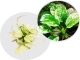 IN-VITRO Anubias Pinto - Roślina na Korzeń, Skałę