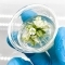 IN-VITRO Anubias Pinto - Roślina na Korzeń, Skałę