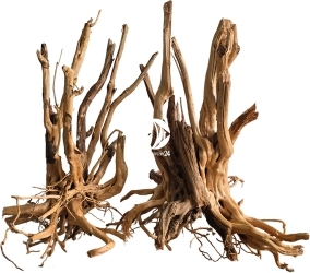 ROTALA Premium Rooted Stump Wood 1szt - Naturalny korzeń do akwarium