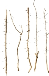 ROTALA Premium Thorny Wood 1kg - Gałęzie Korzenie do akwarium
