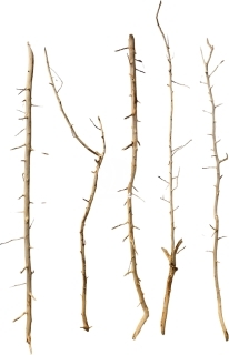 ROTALA Premium Thorny Wood 1kg - Gałęzie Korzenie do akwarium