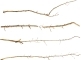 ROTALA Premium Thorny Wood 1kg - Gałęzie Korzenie do akwarium