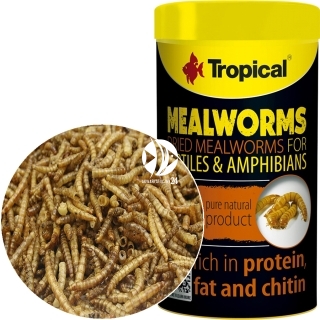 TROPICAL Meal Worms (11183) - Larwy mącznika dla ryb gadów żółwia