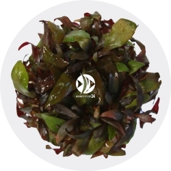IN-VITRO Ludwigia Peruensis (Peruviana) - Roślina zielono-czerwona,  łatwa w uprawie, na pierwszy, drugi plan