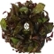 IN-VITRO Ludwigia Peruensis (Peruviana) - Roślina zielono-czerwona,  łatwa w uprawie, na pierwszy, drugi plan