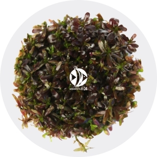 IN-VITRO Rotala Blood Red (2024111) - Wysoka roślina czerwona, na trzeci plan