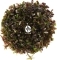 IN-VITRO Rotala Blood Red (2024111) - Wysoka roślina czerwona, na trzeci plan