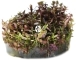 IN-VITRO Rotala Blood Red (2024111) - Wysoka roślina czerwona, na trzeci plan