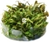 IN-VITRO Cryptocoryne Axelrod (2004118) - Roślina z szerokimi liśćmi Łatwa w uprawie