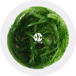 IN-VITRO Mayaca Fluviatilis (2045001) - Roślina zielona szybko rosnąca