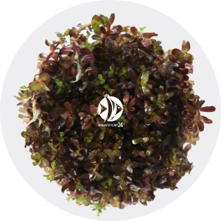IN-VITRO Rotala Cherry Red (2024110) - Roślina czerwona Szybkorosnąca
