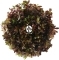 IN-VITRO Rotala Cherry Red (2024110) - Roślina czerwona Szybkorosnąca