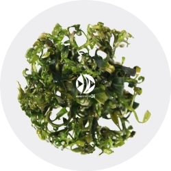 IN-VITRO Bucephalandra Kedagang Japan - Roślina na korzeń skałę ciemnozielona