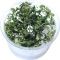 IN-VITRO Bucephalandra Kedagang Japan - Roślina na korzeń skałę ciemnozielona