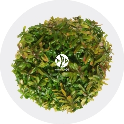 IN-VITRO Rotala Manipurensis - Roślina żółto-czerwona, środek akwarium