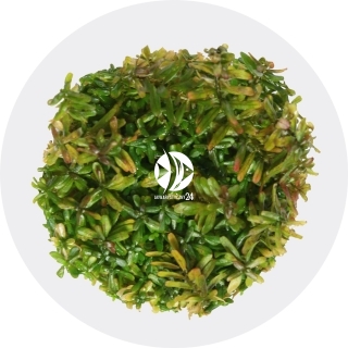 IN-VITRO Rotala Manipurensis - Roślina żółto-czerwona, środek akwarium