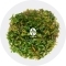 IN-VITRO Rotala Manipurensis - Roślina żółto-czerwona, środek akwarium