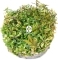 IN-VITRO Rotala Manipurensis - Roślina żółto-czerwona, środek akwarium