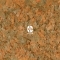 OMEGA ONE Cichlid Flakes (01431) - Pokarm w płatkach dla pielęgnic
