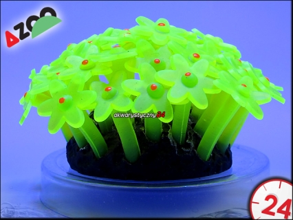 AZOO NEON CORAL TUBASTRAEA 