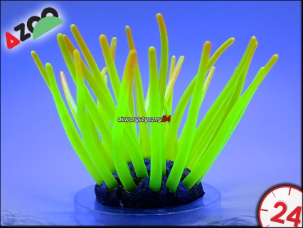 AZOO Neon Coral Actinia Cari 