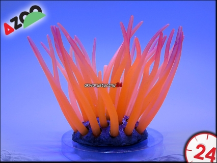 AZOO Neon Coral Actinia Cari 