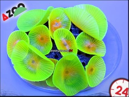 AZOO NEON CORAL Discosoma spp. 