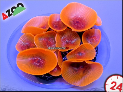 AZOO NEON CORAL Discosoma spp. 